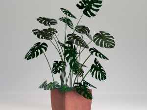 monstera-swiss cheese plant 3D Model
