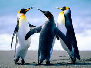 jodran pinguin Modello 3D