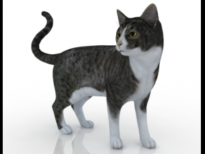 cat 3D-Modell