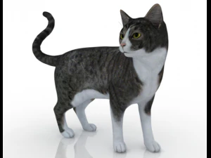 고양이 3D 모델