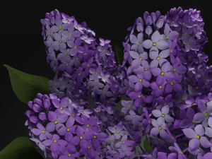 bouquet of lilac Modèle 3D