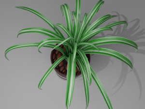 potted flower Modello 3D