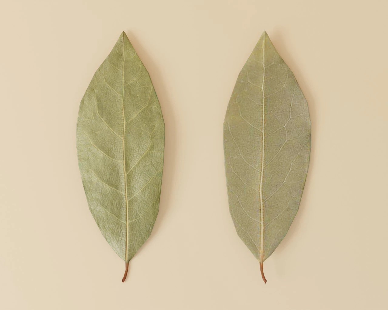 dried bay leaf 3D Model .c4d .max .obj .3ds .fbx .stl .blend 