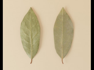 dried bay leaf 3D Model