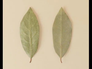 folha de louro seca Modelo 3D