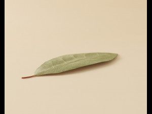 dried bay leaf 3D मॉडल