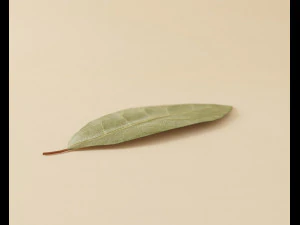 dried bay leaf 3D Model