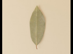 dried bay leaf 3D मॉडल