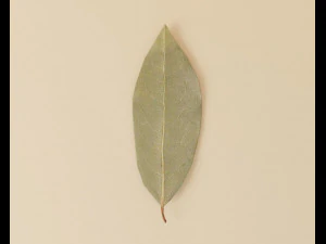 dried bay leaf 3D Model
