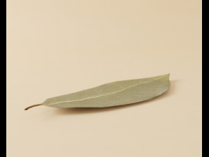 dried bay leaf 3D मॉडल