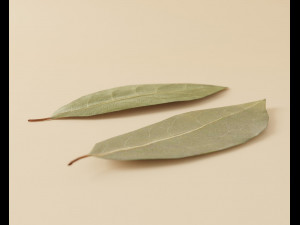 dried bay leaf 3D मॉडल
