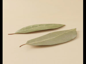 dried bay leaf 3D Model