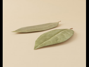 dried bay leaf 3D मॉडल