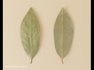 dried bay leaf 3D मॉडल