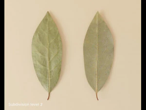 dried bay leaf 3D Model
