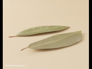 dried bay leaf 3D मॉडल