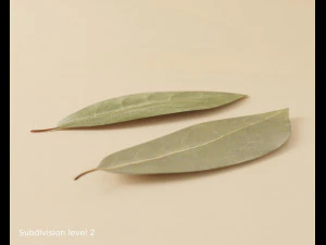 dried bay leaf 3D Model