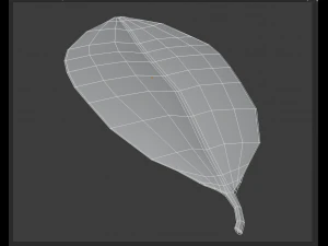 dried bay leaf 3D Model