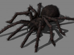 tarantula with animations 3D Model
