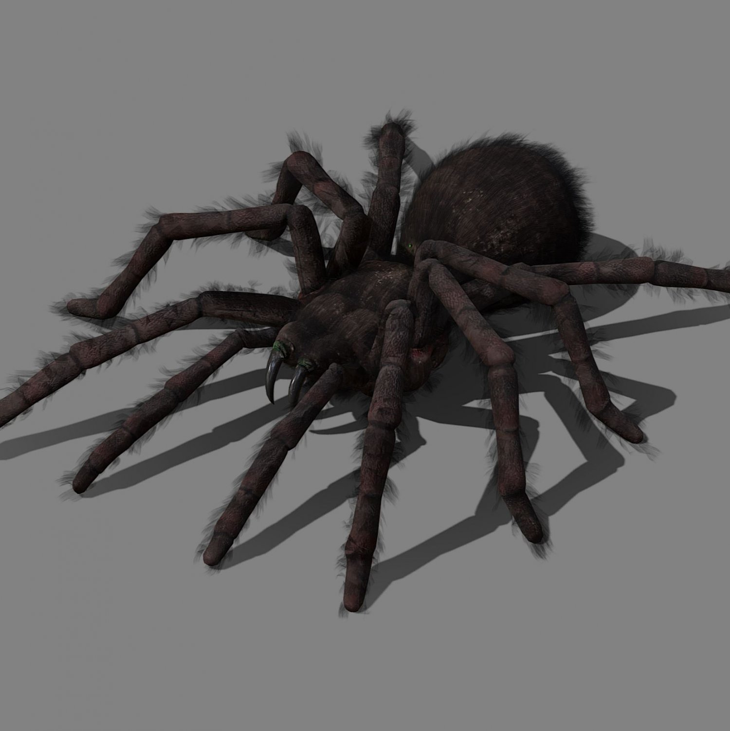Spider. tarantula with animations 3D Models. 