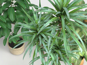 plants set 3D Model