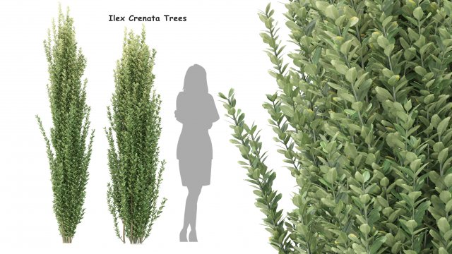 ilex crenata tree 3D Model .c4d .max .obj .3ds .fbx .stl .blend 