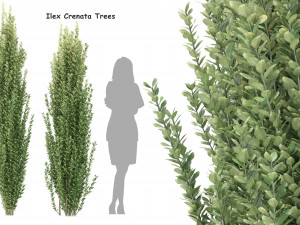 ilex crenata tree 3Dモデル