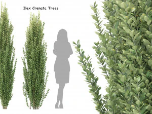 &aacute;rvore ilex crenata Modelo 3D