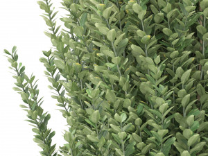 ilex crenata tree 3D Model