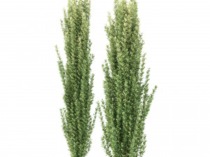 ilex crenata tree 3D Model