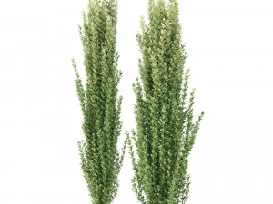 モチノキの木 3Dモデル