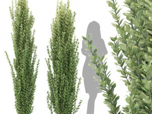 ilex crenata tree 3D Model