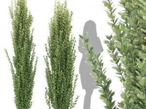 モチノキの木 3Dモデル