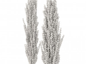 ilex crenata tree 3D Model
