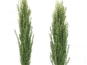 ilex crenata tree 3D Model