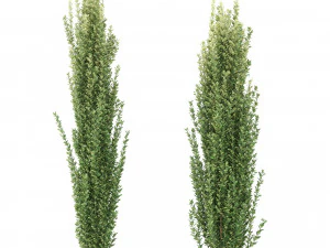 モチノキの木 3Dモデル