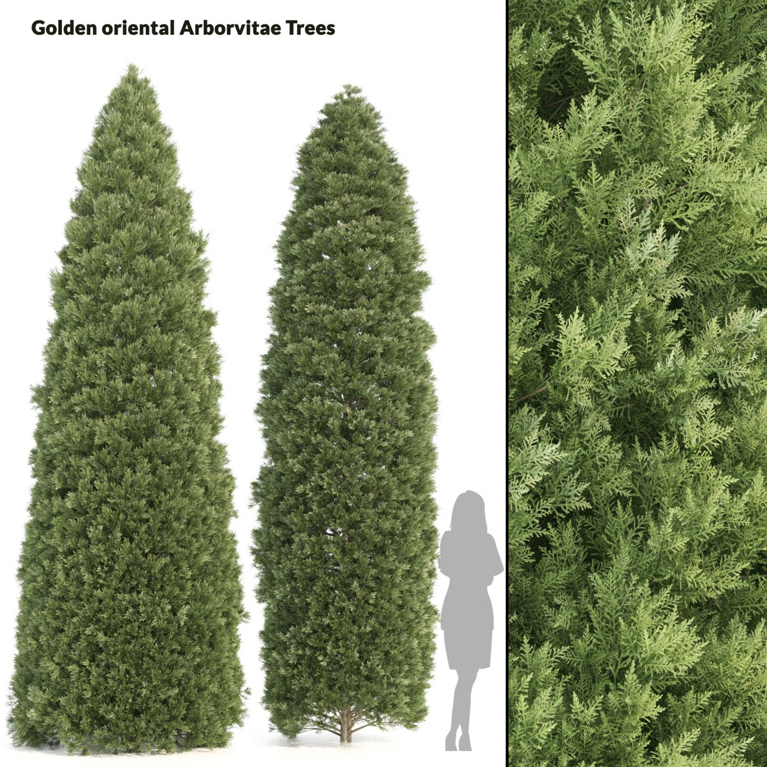 2 golden oriental arborvitae trees 3D Model .c4d .max .obj .3ds .fbx .stl .blend 