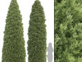 2 golden oriental arborvitae trees 3D मॉडल