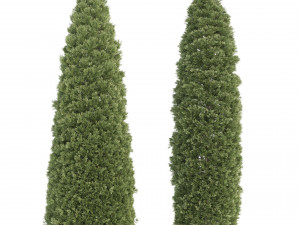 2 golden oriental arborvitae trees 3D-Modell