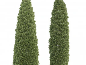 2 golden oriental arborvitae trees 3D Model