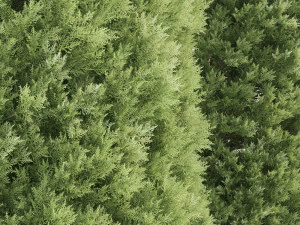 2 golden oriental arborvitae trees 3D Model