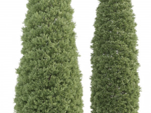 2 golden oriental arborvitae trees 3D-Modell