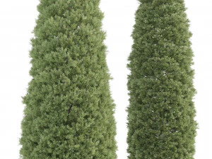 2 golden oriental arborvitae trees 3D Model