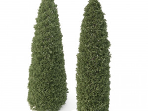 2 golden oriental arborvitae trees 3D-Modell