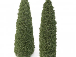 2 golden oriental arborvitae trees 3D Model