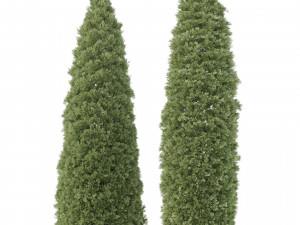 2 golden oriental arborvitae trees 3D-Modell