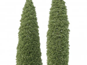 2 golden oriental arborvitae trees 3D Model