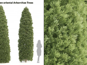 2 golden oriental arborvitae trees 3D Model