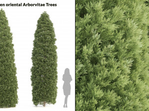 2 golden oriental arborvitae trees 3D-Modell