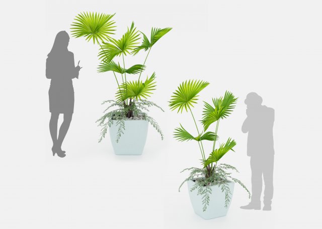 Indoor palm plant 3Dモデル .c4d .max .obj .3ds .fbx .stl .blend 